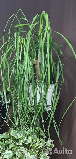 Бокарнея нолина