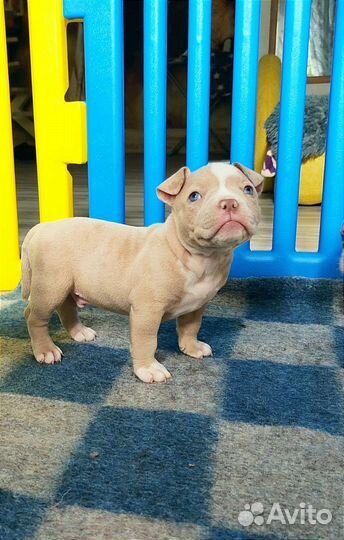 Американский Булли