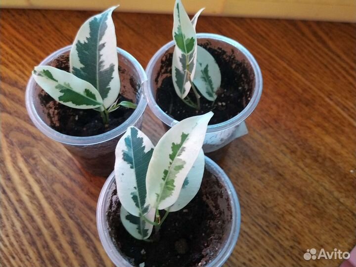 Фикус де Гантель