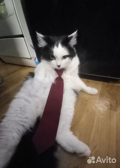 Кошка муся асина