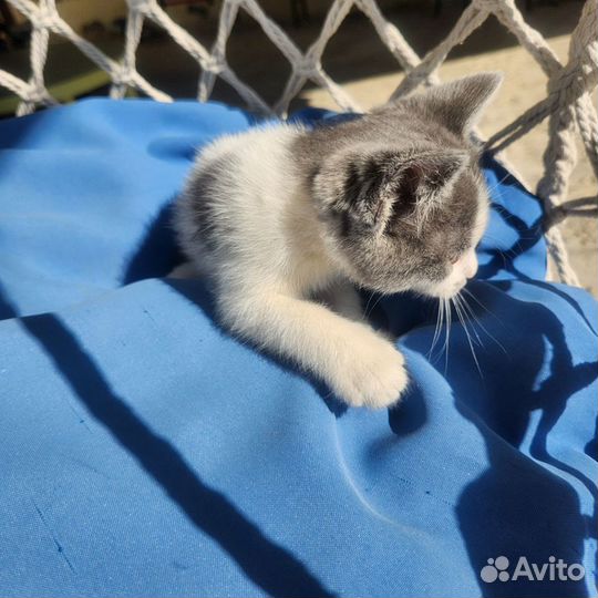 Котята в добрые руки бесплатно