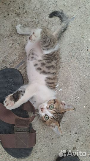 Котёнок-мальчик