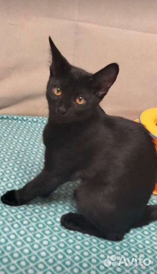 Котенок Чаузи девочка ф2 блэк-гризли окраса