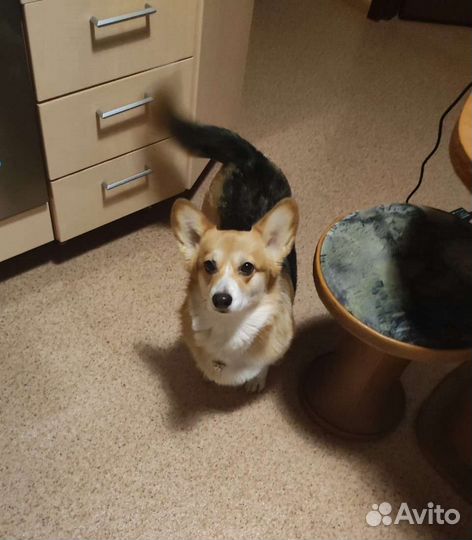 Передержка собак догситтер