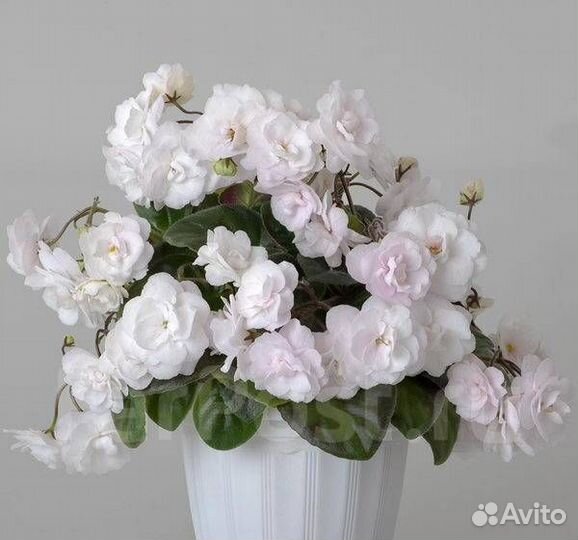 Фиалки не рассаженные