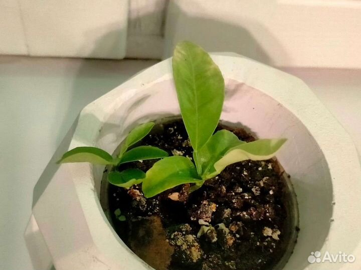 Саженцы мандарина