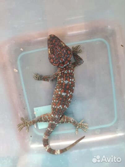 Геккон токи