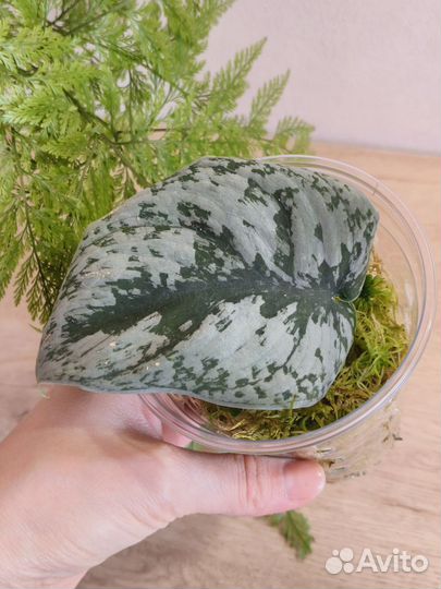 Сциндапсус Экзотика