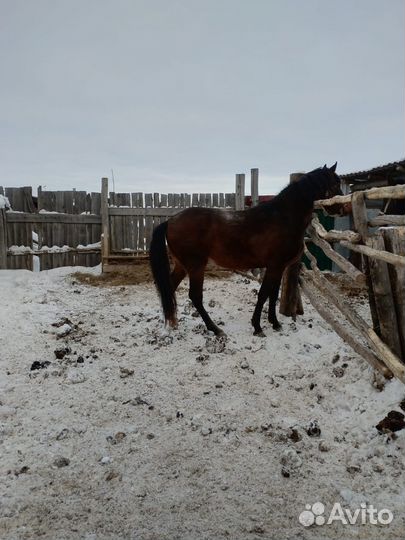 Купля продажа лошадей