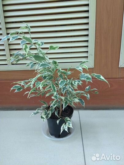 Фикус бенджамина пестролистный