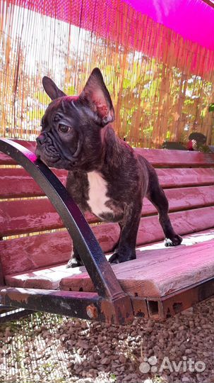 Французский бульдог щенки