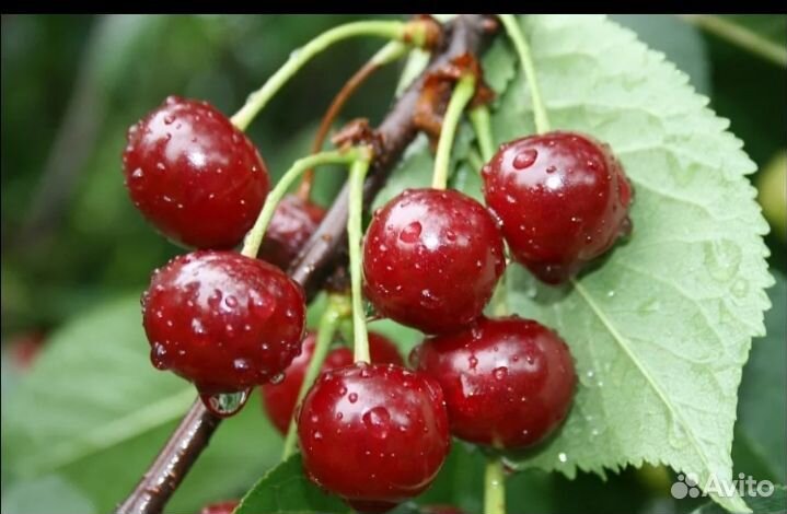 Саженцы вишни