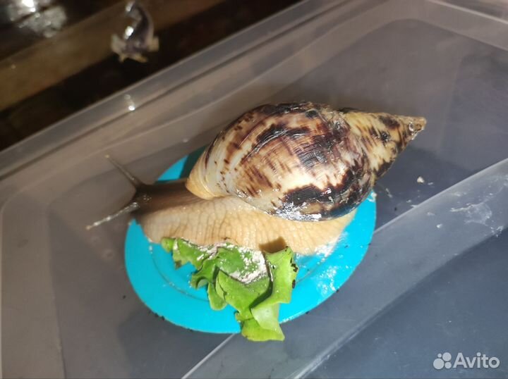 Улитки ахатины