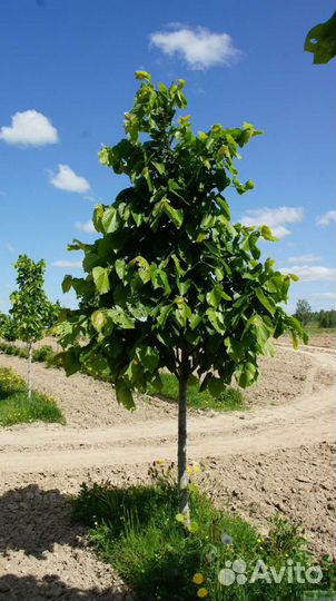 Липа мелколистная