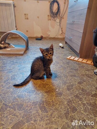 Мальчик 2 месяца ищет дом