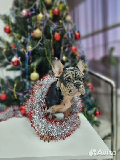 Эксклюзивный щенок французского бульдога