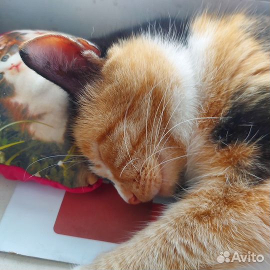 Милая кошечка