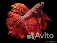 Красивые рыбки в ассортименте