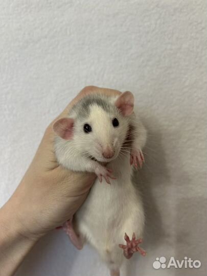 Крысята 2 девочки Голубые хаски