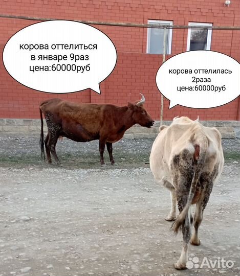 Коровы и быки