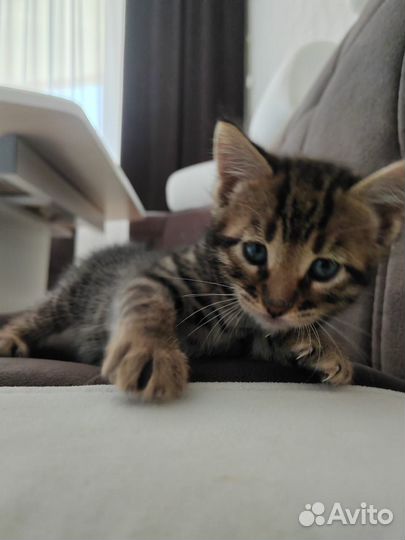 Бенгальские котята