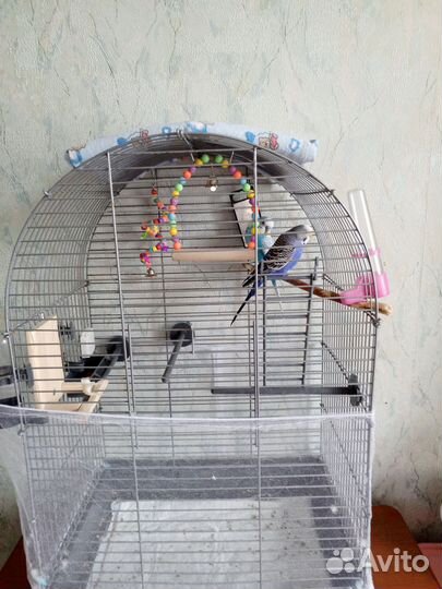 Волнистые попугаи с клеткой