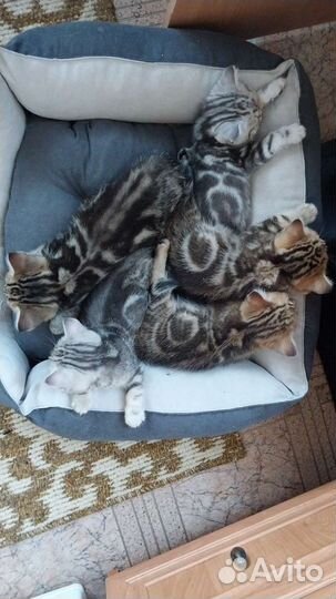 Продаются шотладские мраморные котята