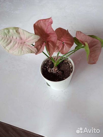 Сингониум Неон Пинк