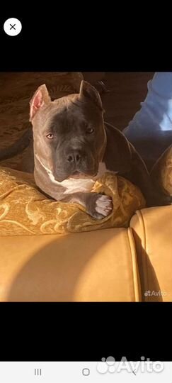 Чудо щенок американский булли