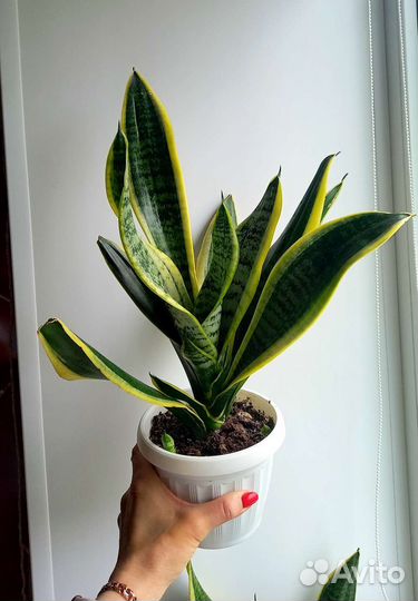 Сансевиерия или щучий хвост
