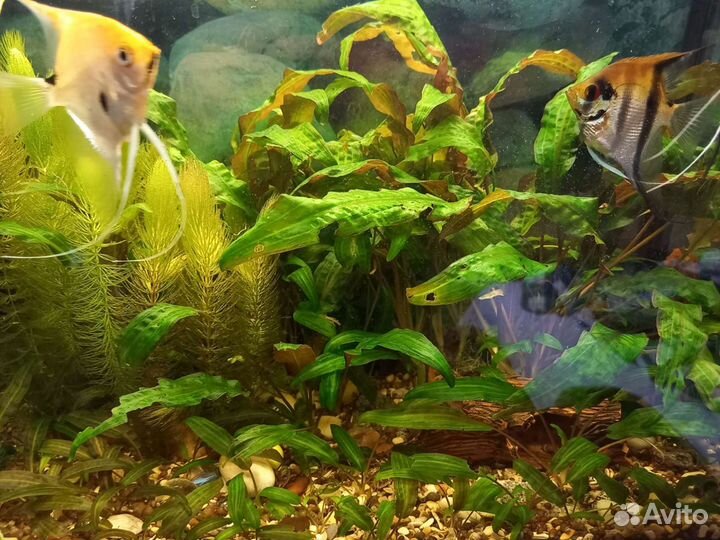 Аквариумные растения Криптокорина и Роголистник