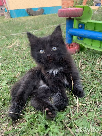 Котята в добрые руки мальчики