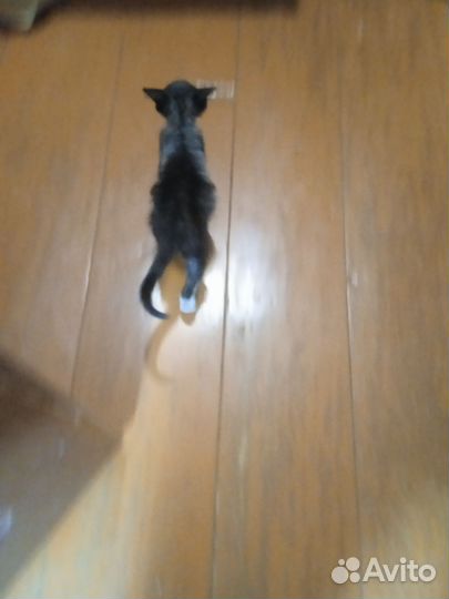 Котенок в добрые руки