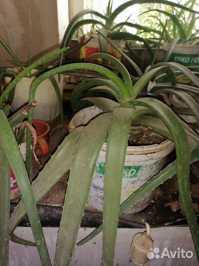 Лечебные комнатные растения