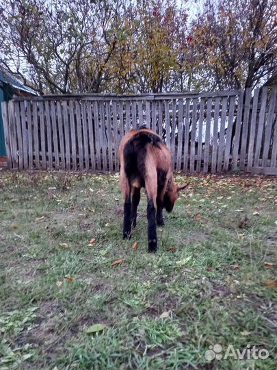 Чешский козел