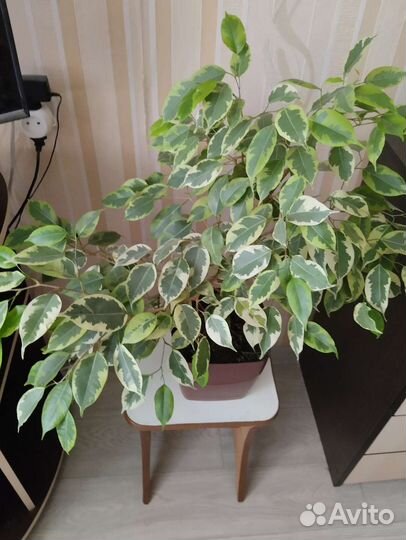 Фикус бенджамина пестролистный