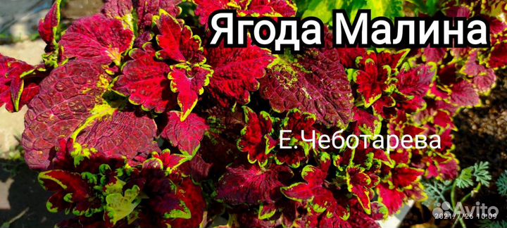 Колеусы вегетативные