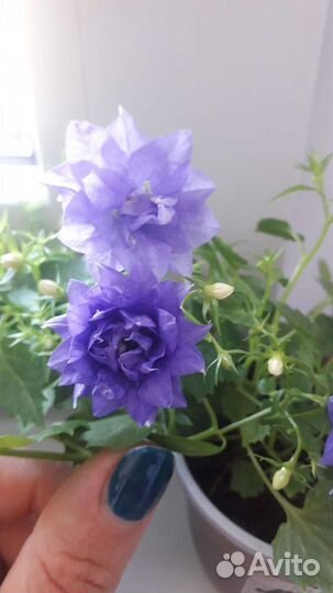 Кампанула жених, невеста,любовники