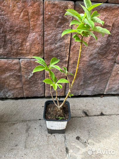 Сирень Агнес Смит