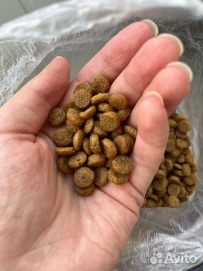 Кошачий сухой корм