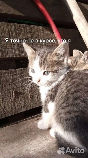 Котята за киндер
