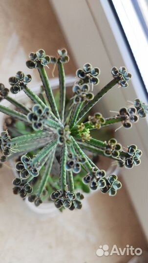 Каланхоэ тубифлора, алоэ сортовое