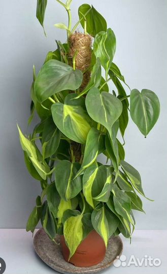 Филодендрон сканденс бразил