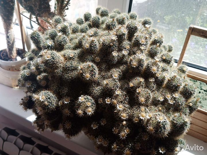 Кактус цветущий