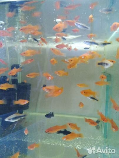 Аквариумные рыбки