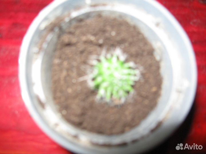 Кактусы и композиции