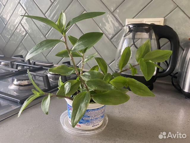 Фикус Бенджамина/Традесканция