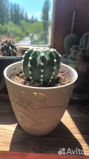 Кактус эхинопсис