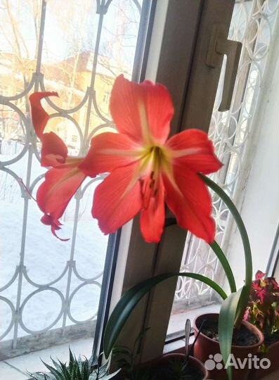 Гиппиаструм детки