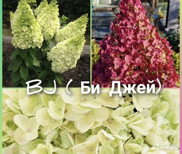 Гортензия би грин